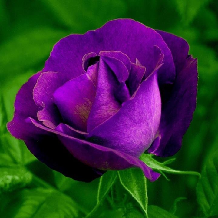 Purple Rose.jpg