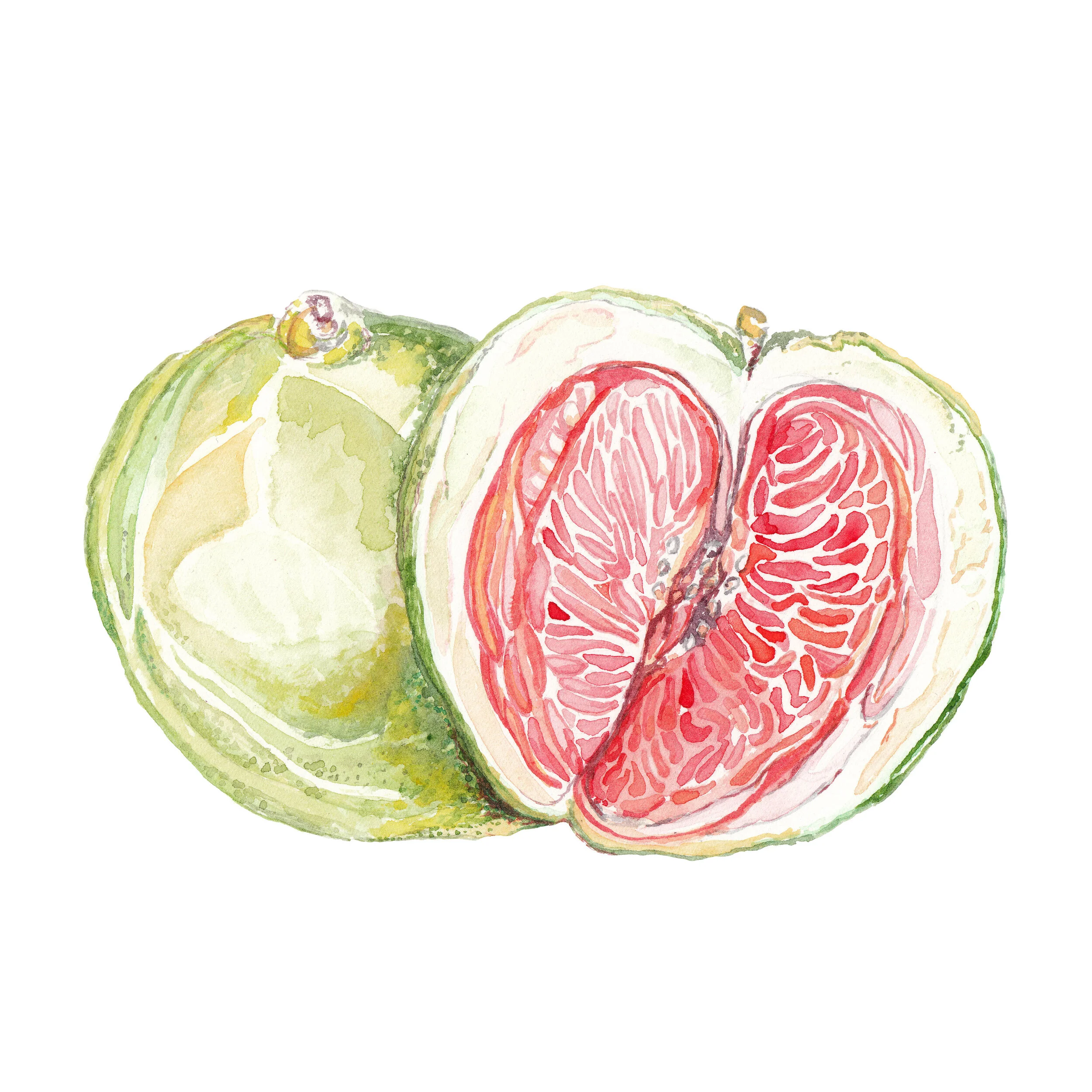 Pomelo Food Illustration
