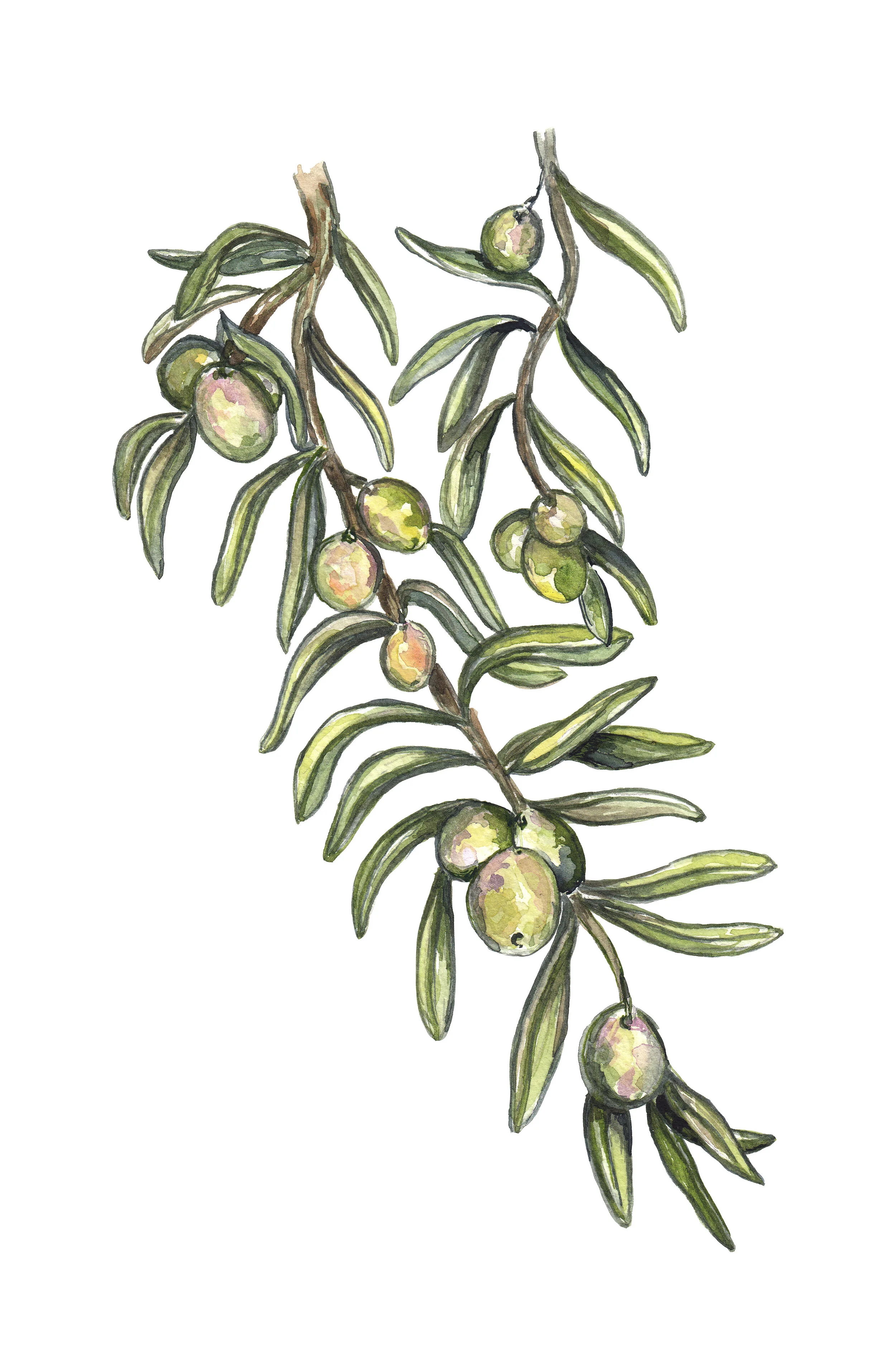 Olive Branch Botanical 