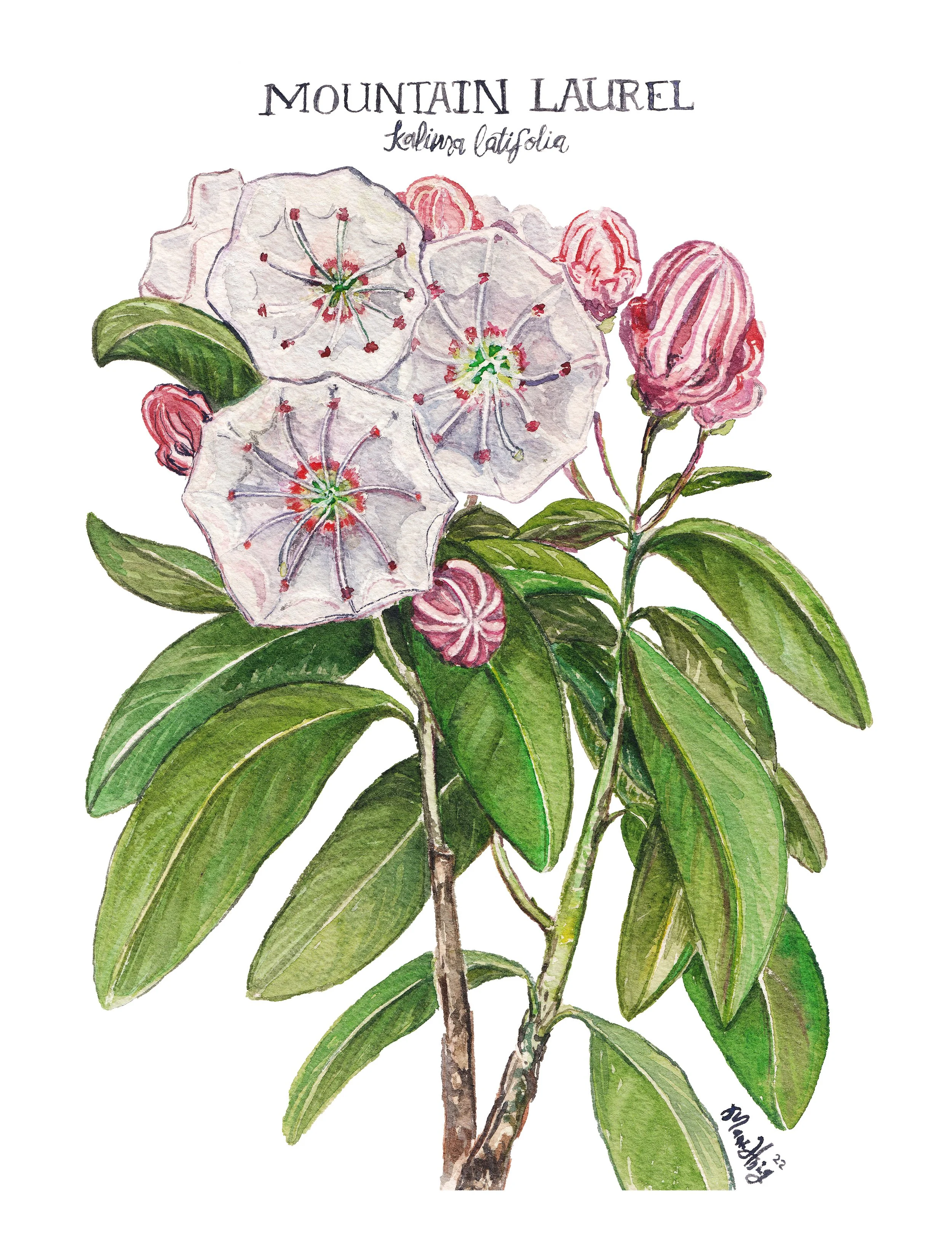 Mountain Laurel 