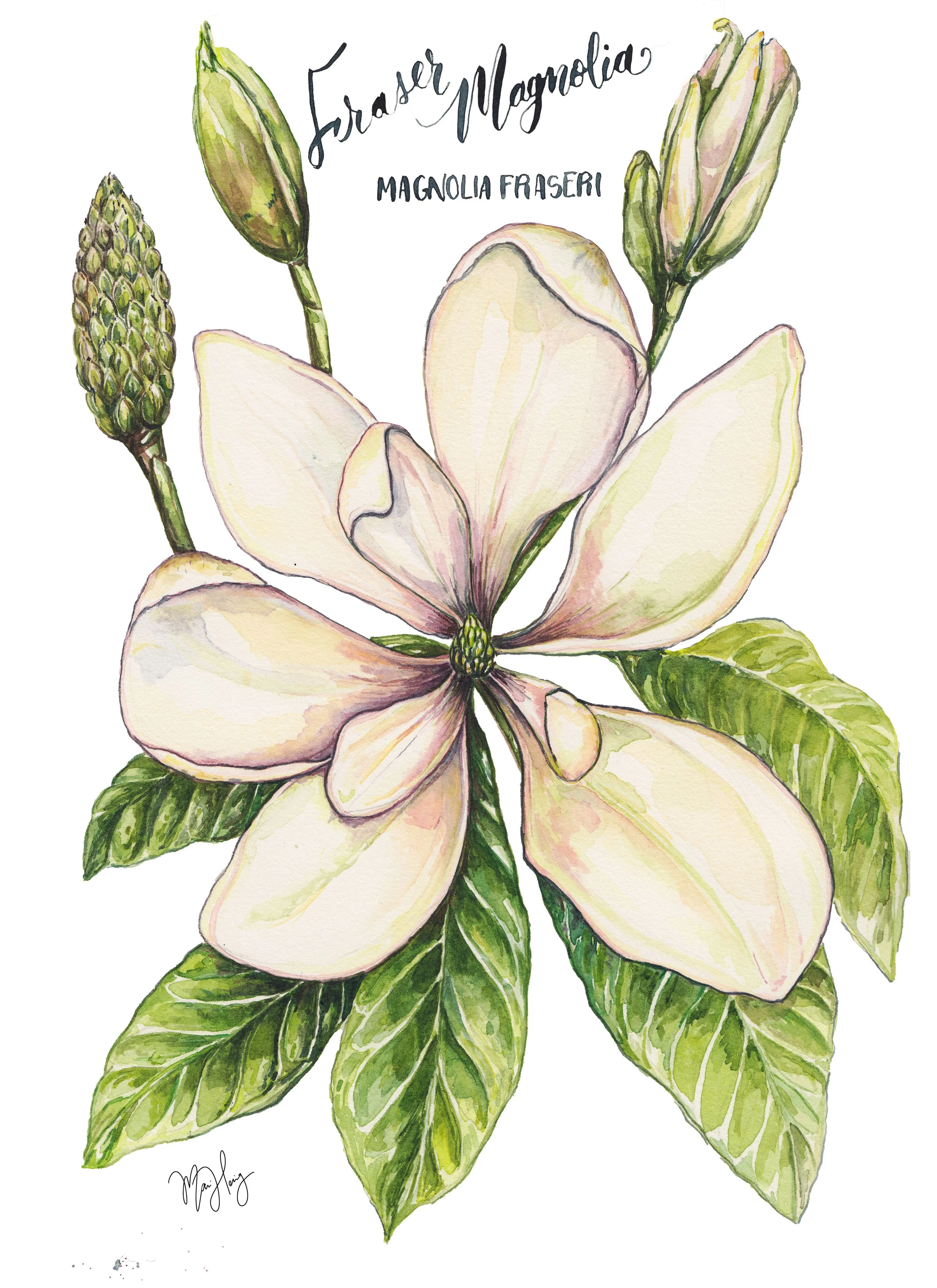 Fraser Magnolia Botanical Illustration