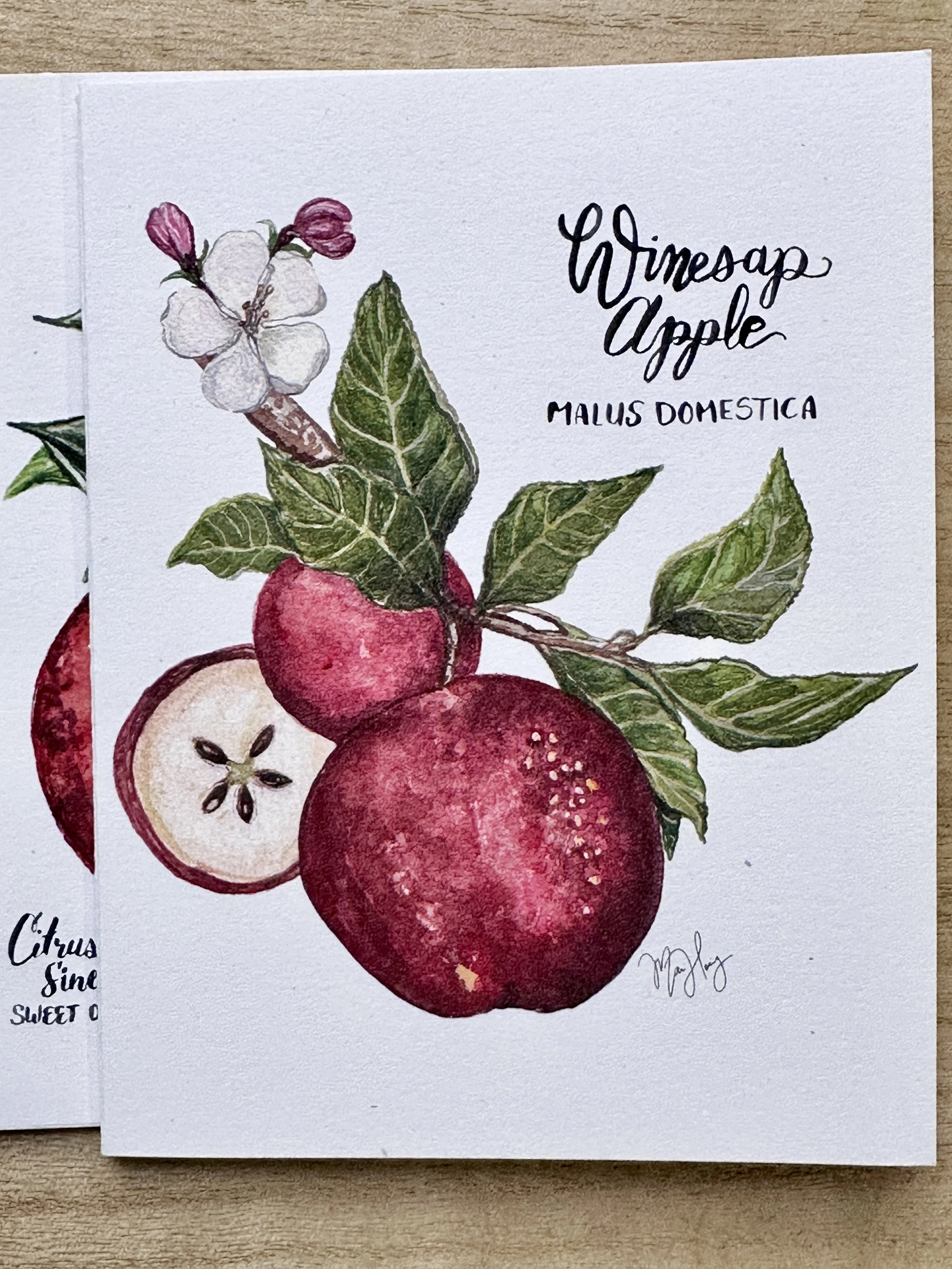 Winesap Aple.JPG