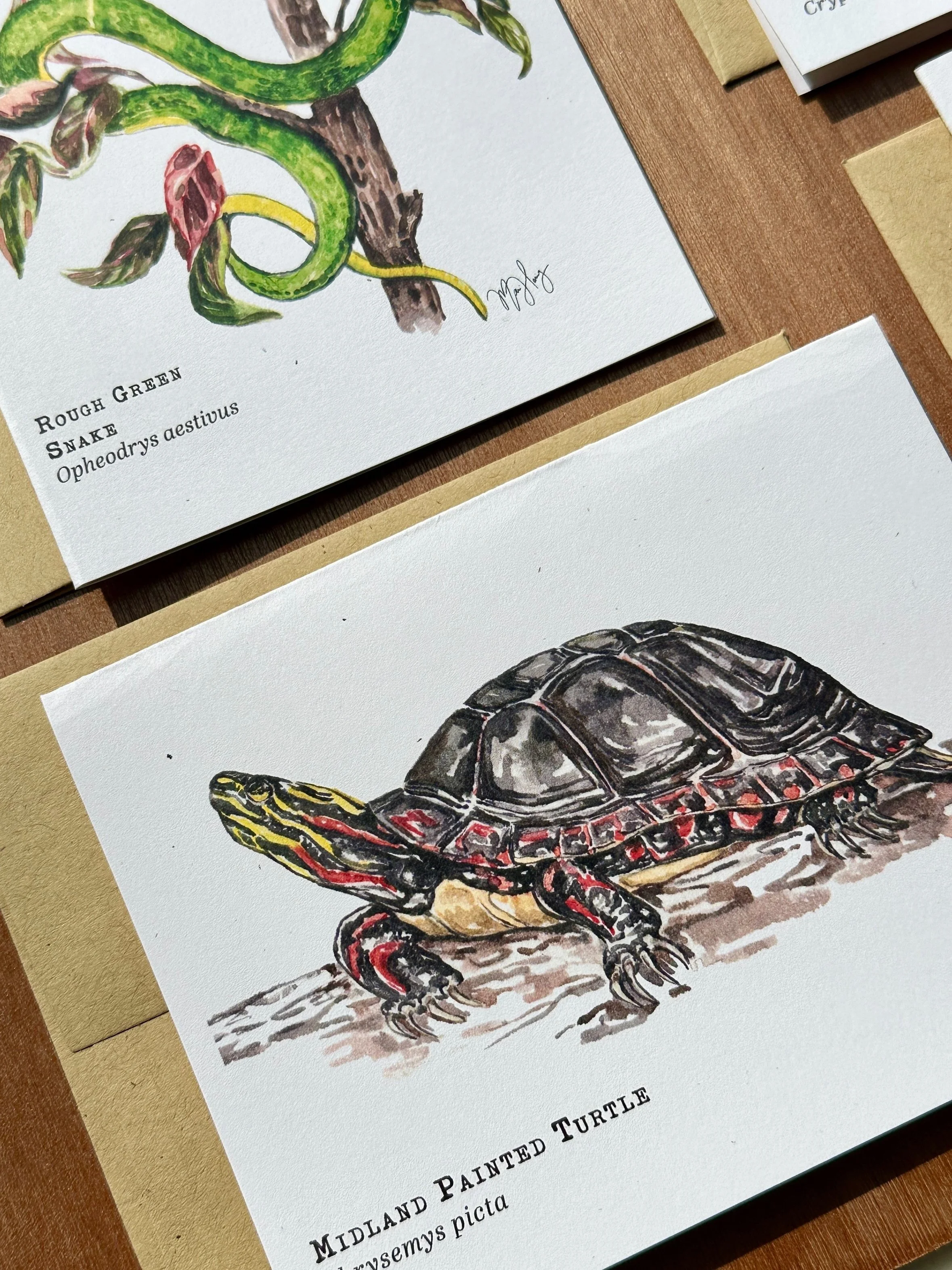 Reptiles & Amphibians Greeting Card Pack