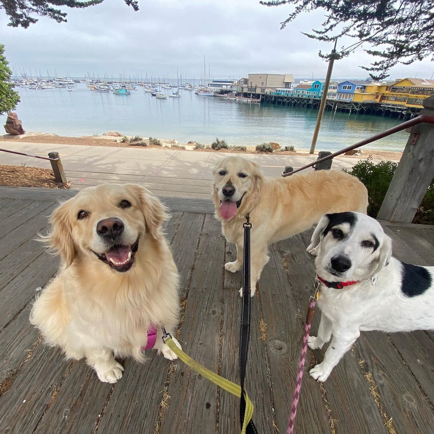 We have a beautiful coastline! With #goldenretriever smiles! 😍 &amp; all the cute faces 🥰