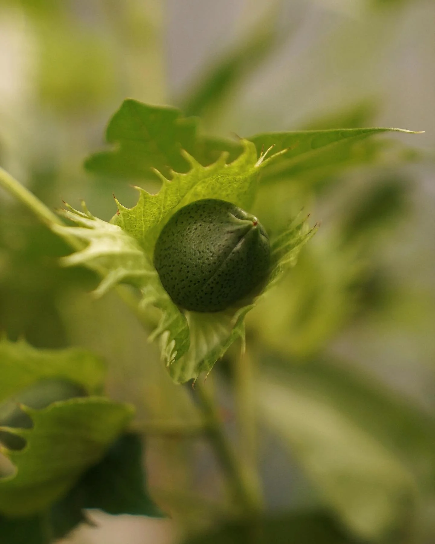 At Niwa Futon, three types of cotton are carefully selected and blended by hand to create the perfect balance of firmness, breathability and softness: Indian Cotton, Assam Cotton, and Mexican Cotton. 
By adjusting the ratios of these three fibres, Ni