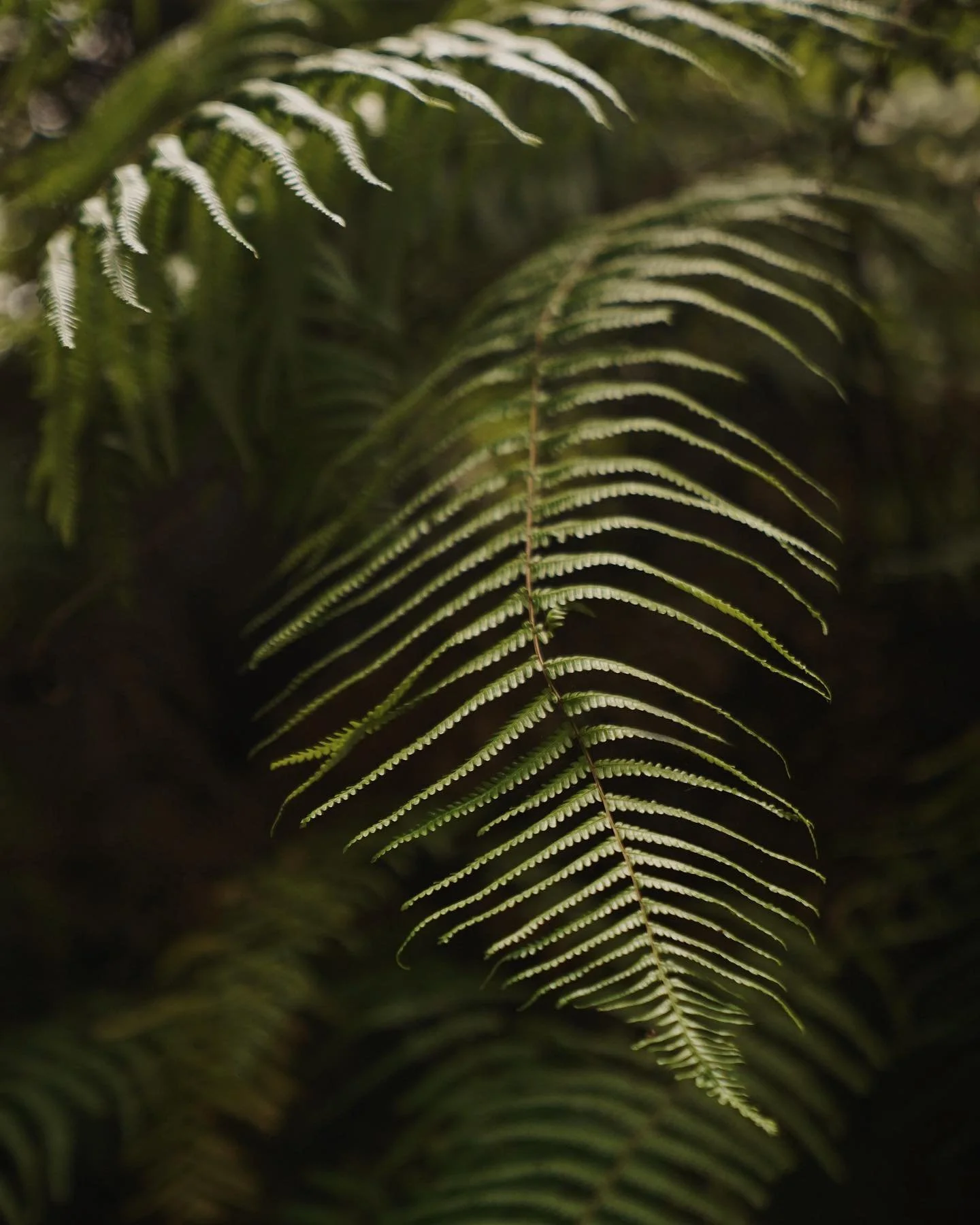 Morning at Shima Port Fish Market 

Pictures for @agobay.escapes