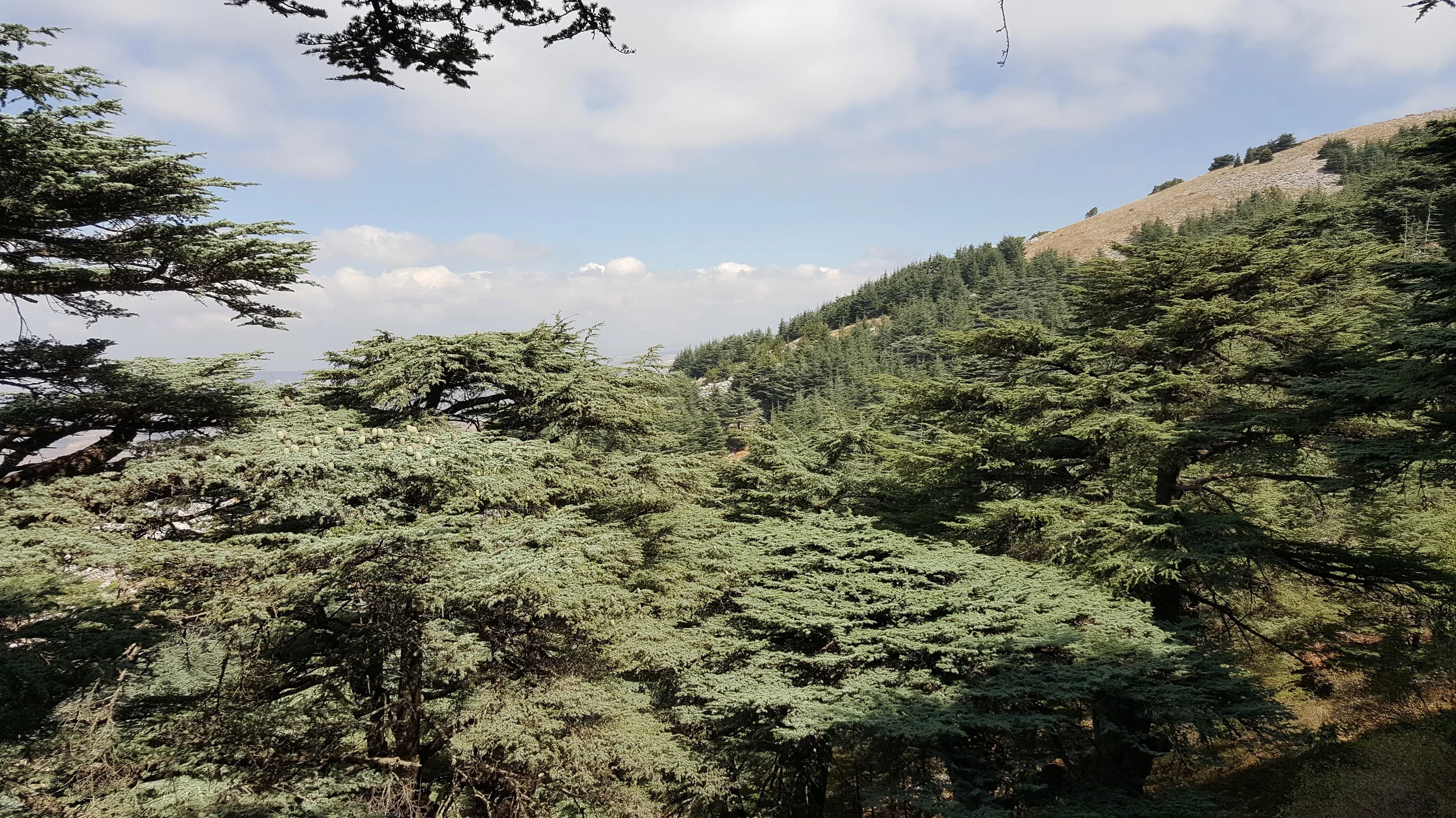 Cedar Forest SBR.jpg