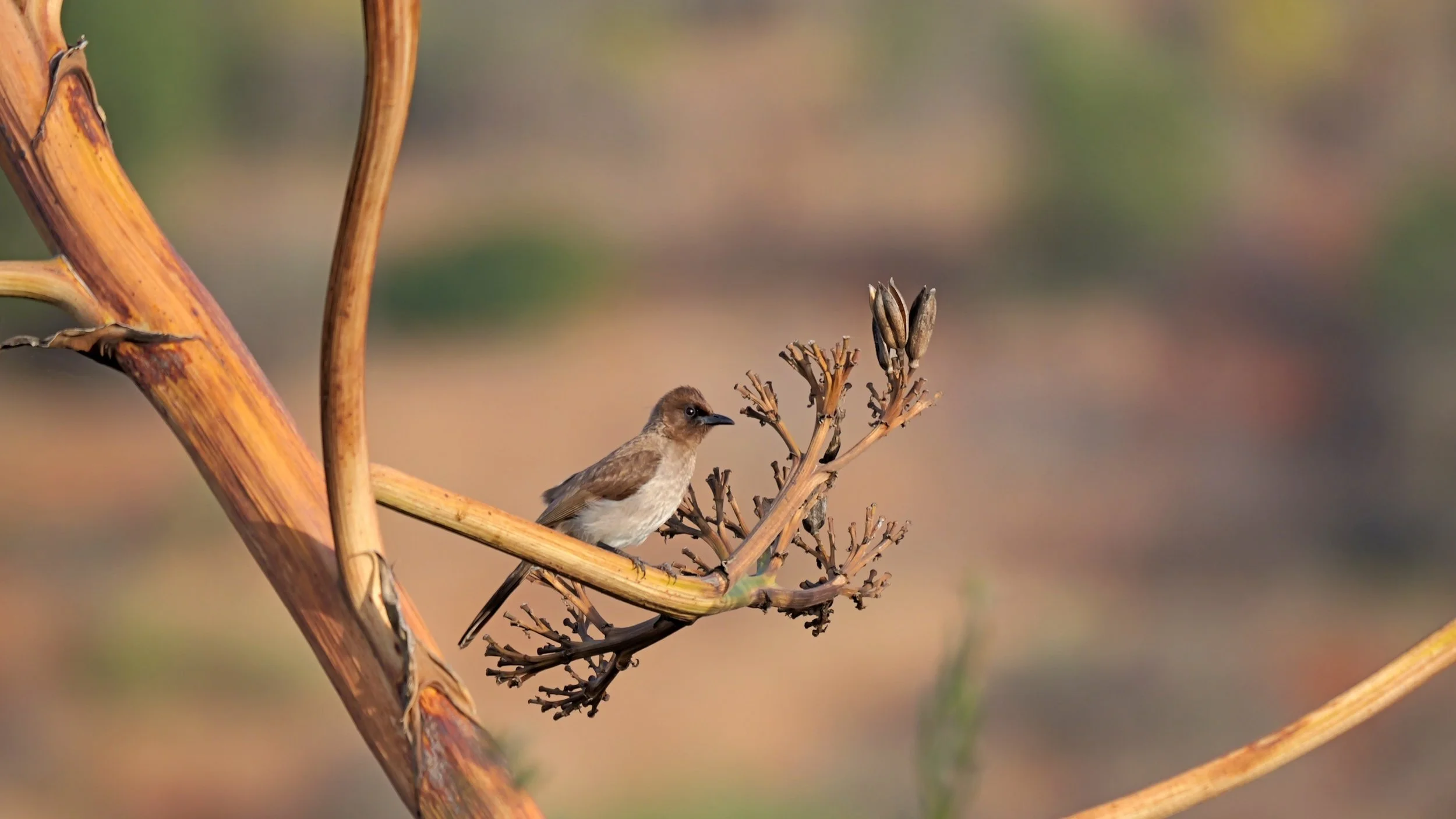 Bird on branch. Al Hoceima National Park Environmental Information and Education Centre. Photo_ Richard Hammond_Green Traveller Media.JPG