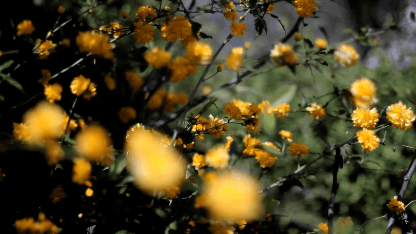 2018-05-25 17_05_49.gif