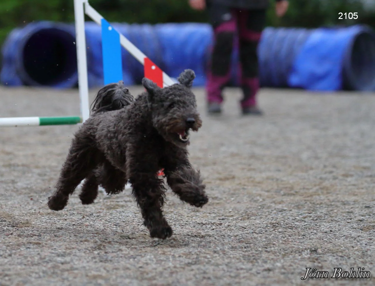 jbfoto agility_02105.jpg