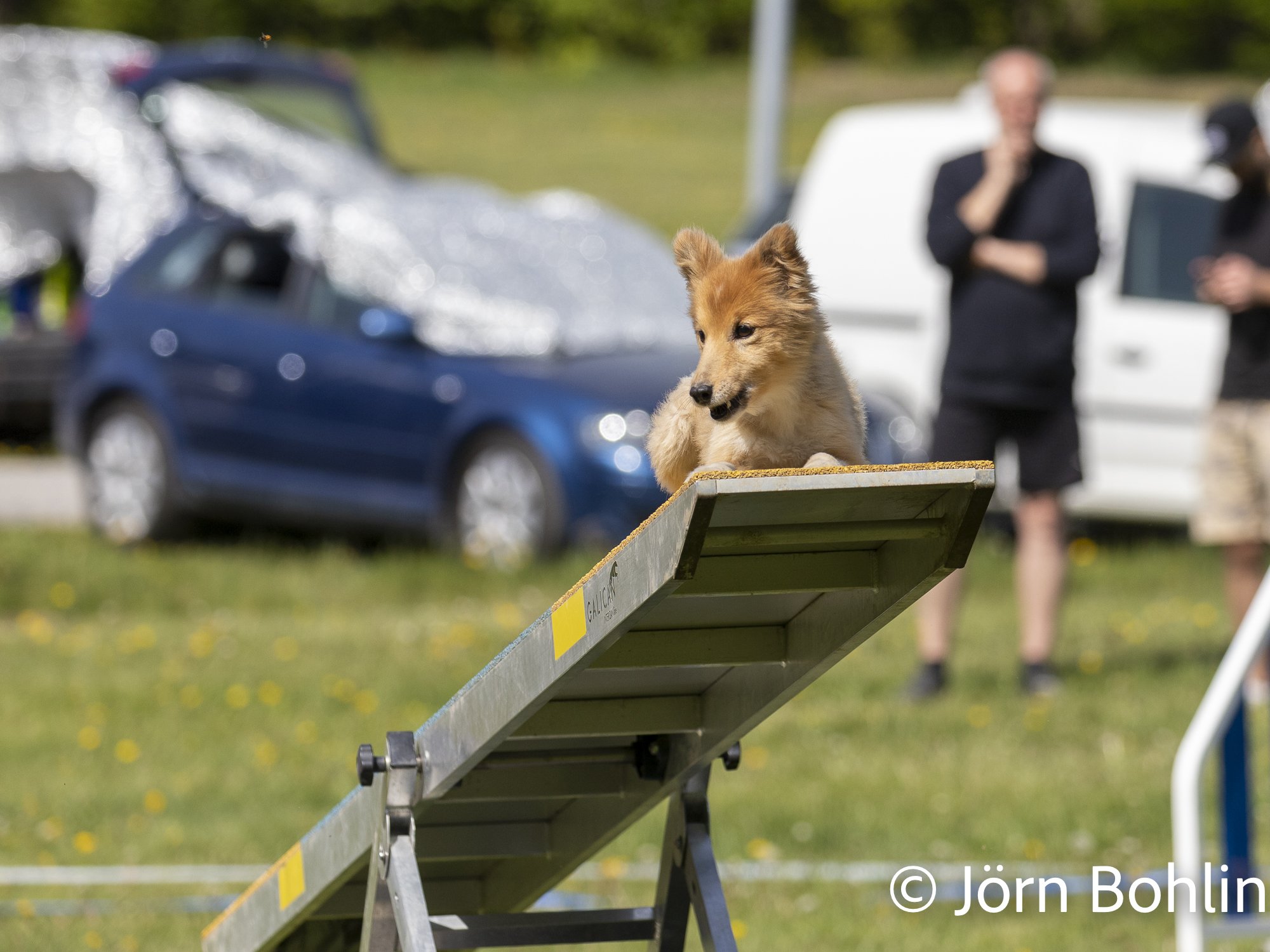 Jbfoto_agility-13051.jpg