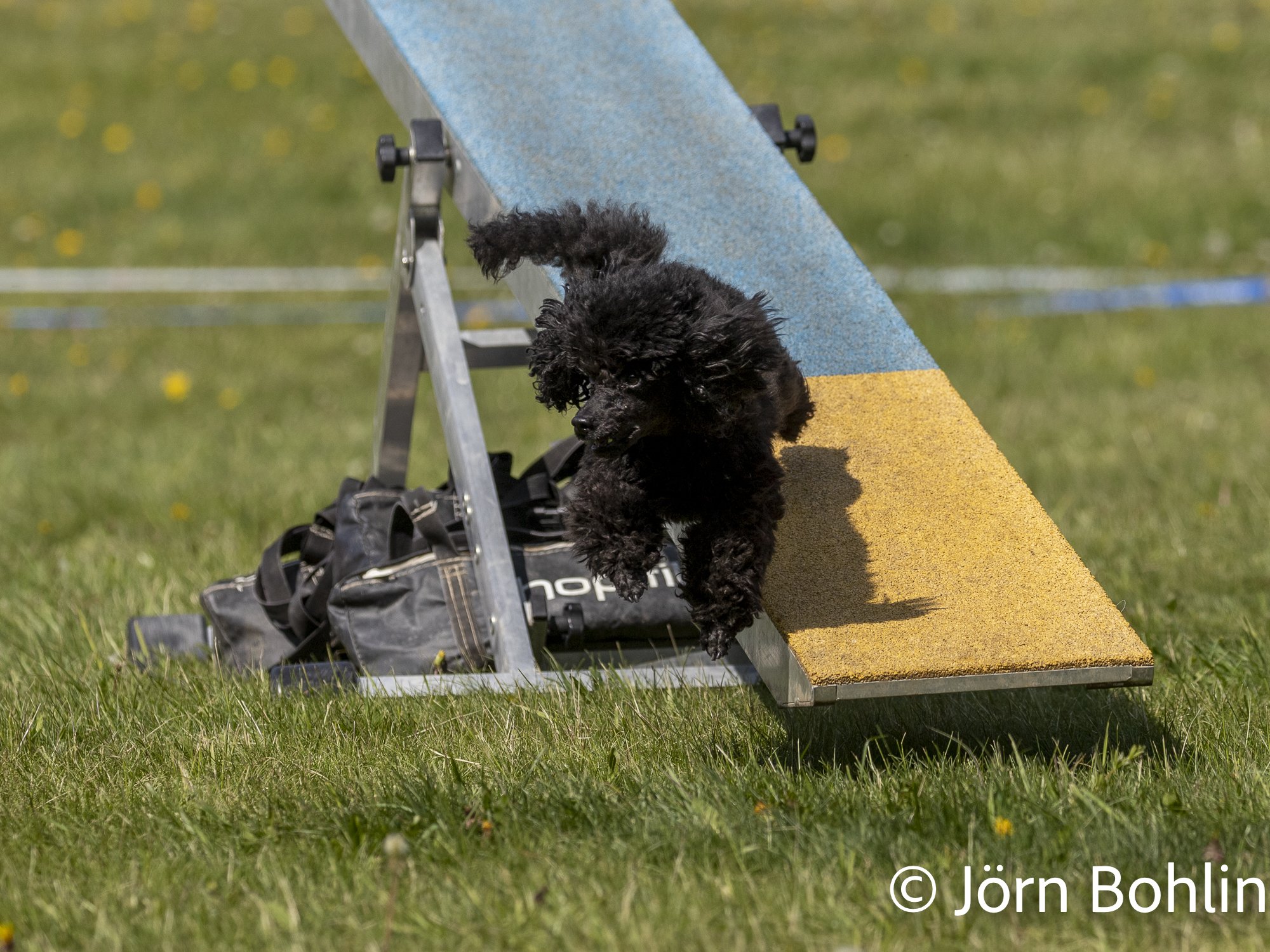 Jbfoto_agility-13089.jpg