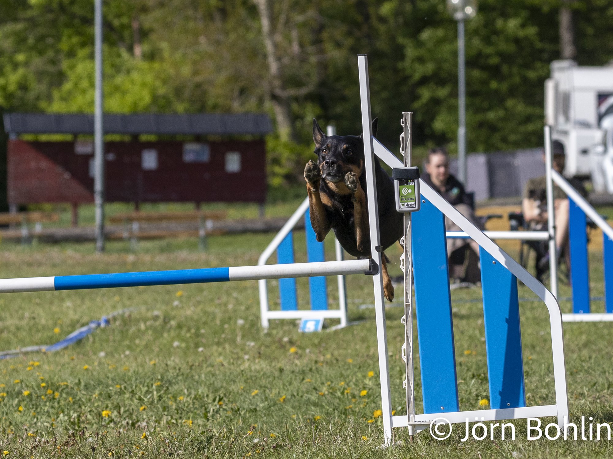 Jbfoto_agility-13443.jpg