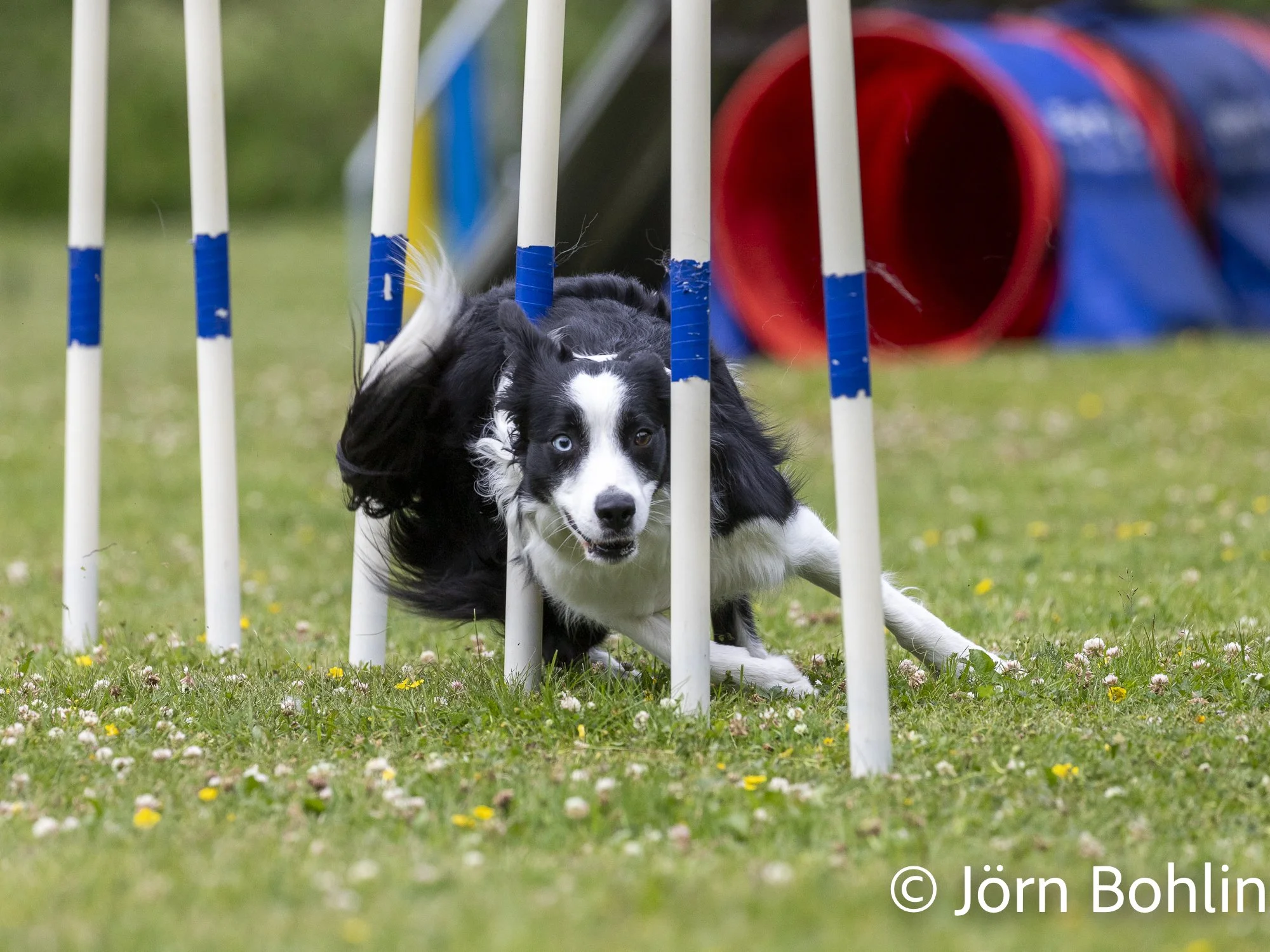 Jbfoto_agility-7946.jpg