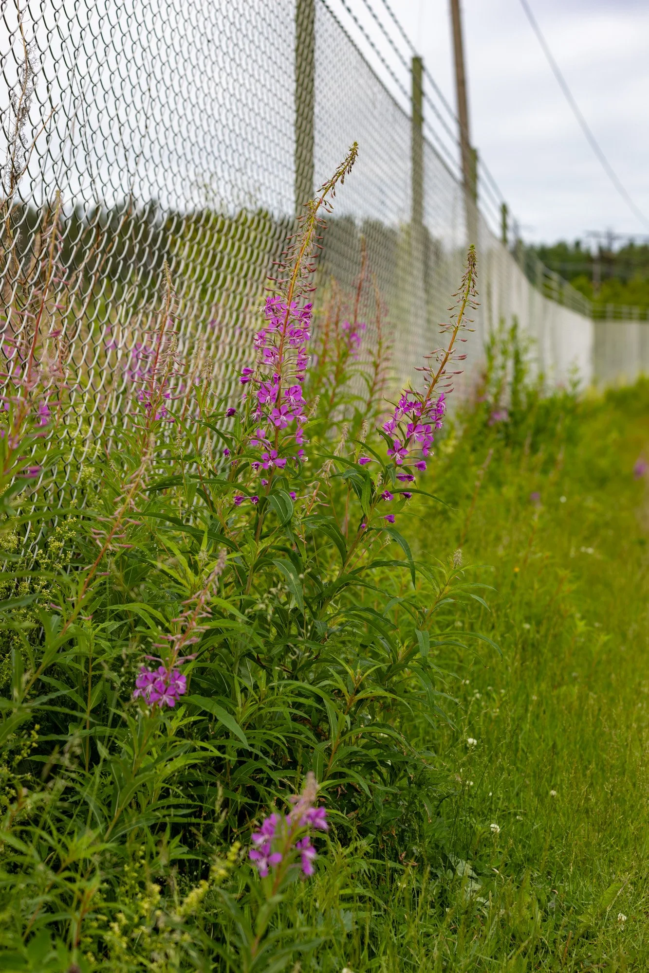 Istället för rosor :-)