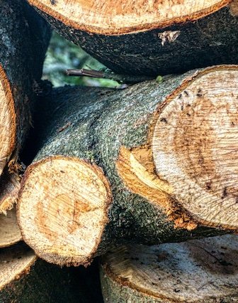 Close-up of cut tree logs stacked together.