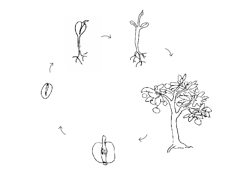 skica fe.PNG