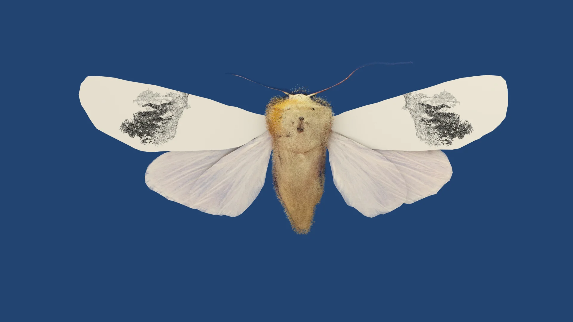 Above: 3D-model of the moth species called Baorisa hieroglyphica . Actual wingspan 50 mm. This model has a point cloud of the sculpture: the sleeping medici lion (located near Vorontsov (Alupka) Palace in Crimea) on its upper wing. Below: Point cloud of the sculpture: the sleeping medici lion (located near Vorontsov (Alupka) Palace in Crimea)