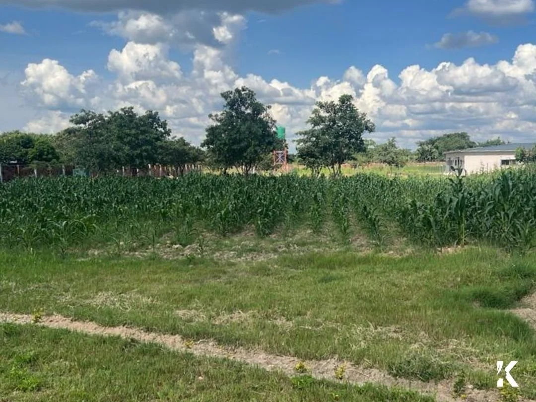 Not long ago, we planted our first crops on our new property in Zambia. Now the field is full of lush green stalks of maize.

Seeing it grow has felt like an answered prayer for our team. After the work of preparing the land and planting the seed, it