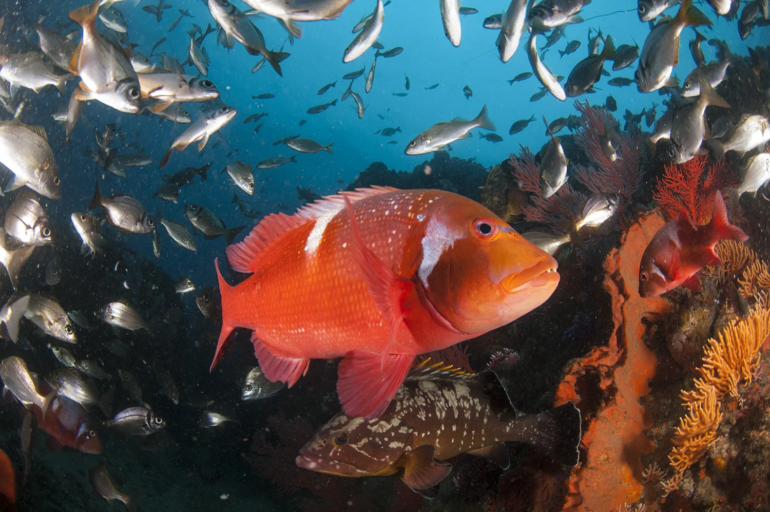 De Hoop MPA.jpg