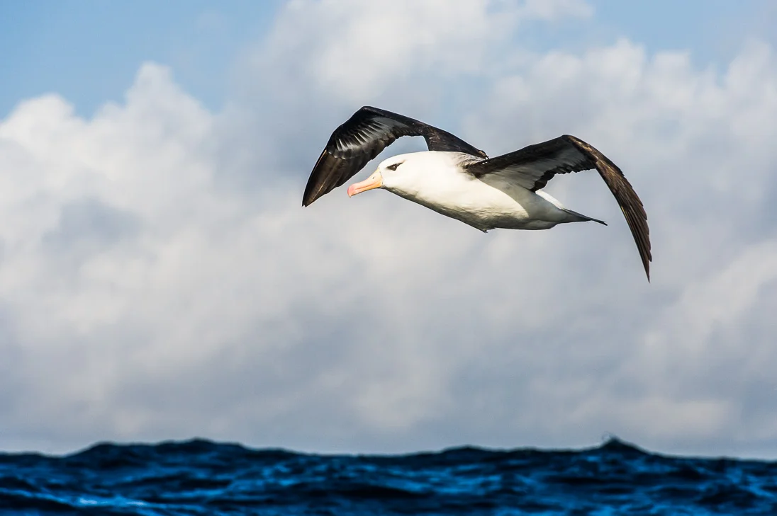 Agulhas Front — Marine Protected Areas South Africa