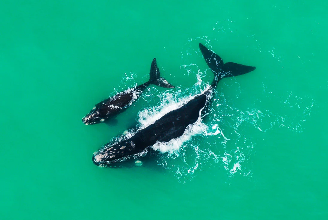 001_Southern Right Whales_PeterChadwick_AfricanConservationPhotographer.jpg