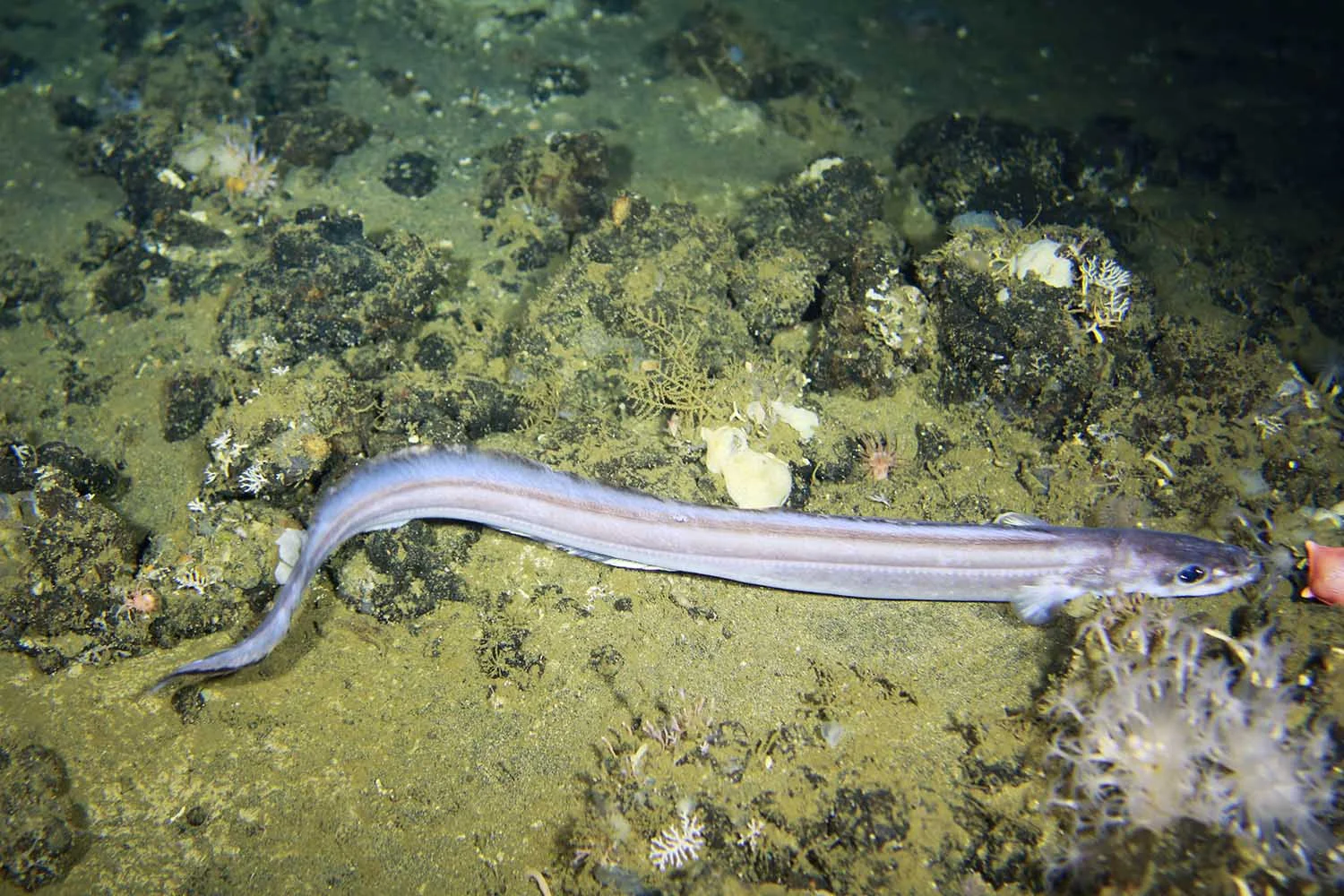 canyonhake_web.jpg
