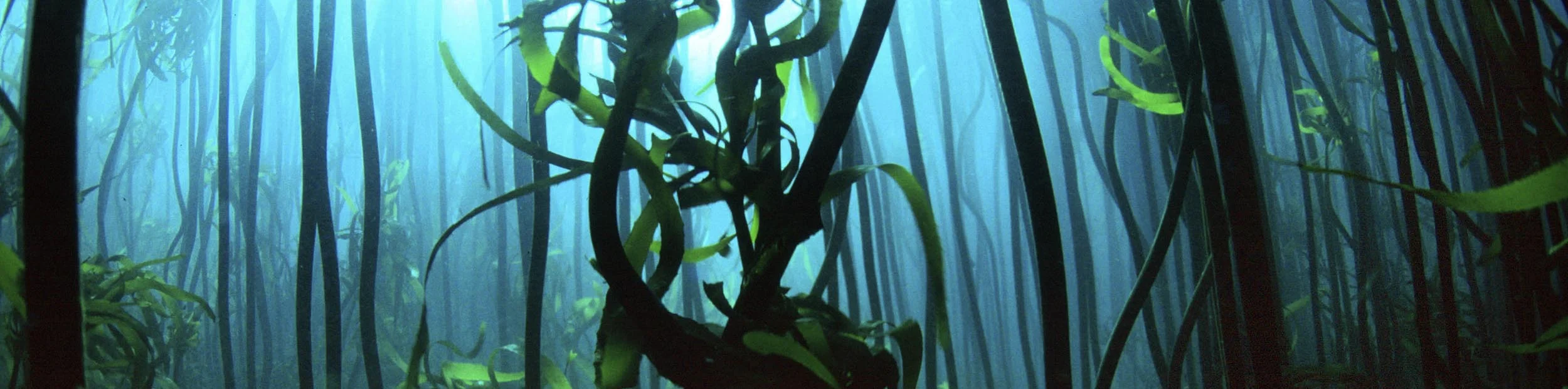 kelpforest_banner.jpg