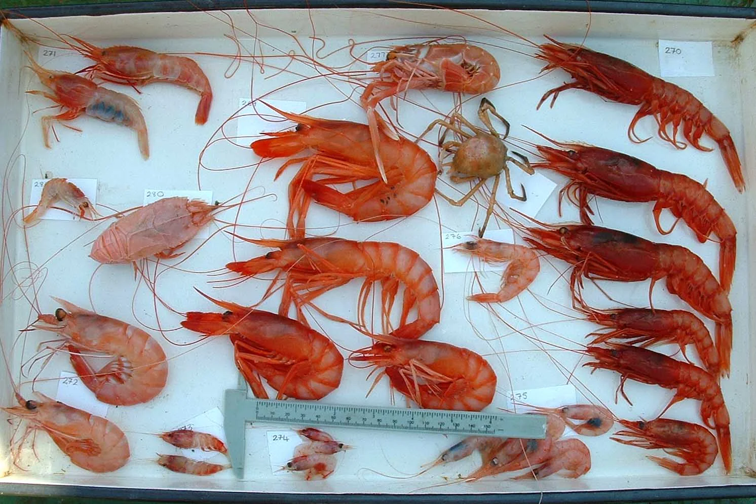 muds_prawns1_web.jpg
