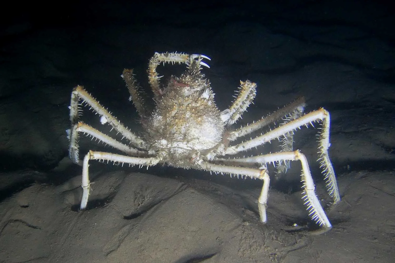 muds_crab_web.jpg