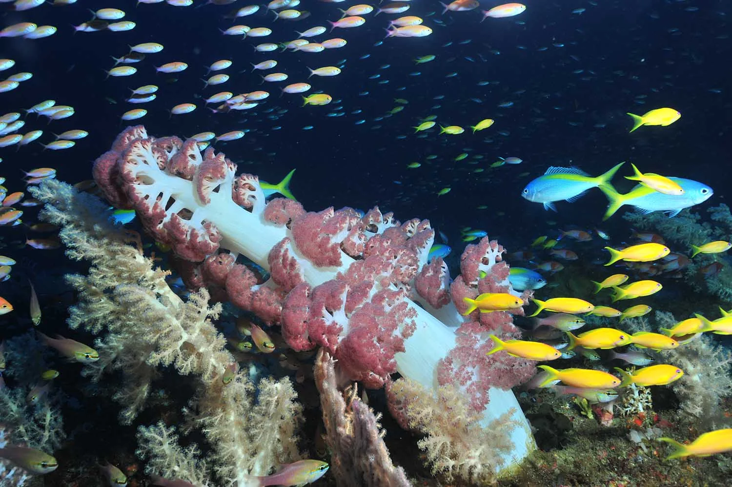 reefs_web3.jpg