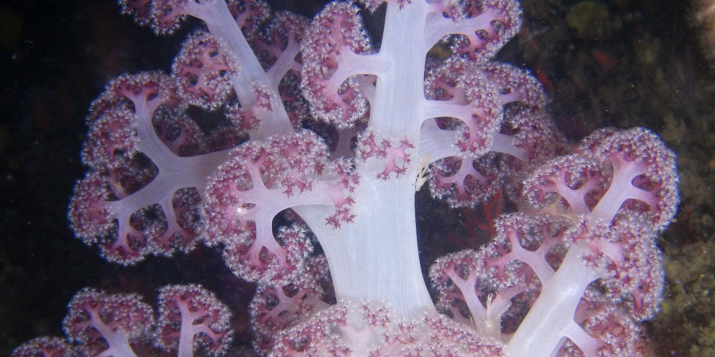 corals_banner.jpg