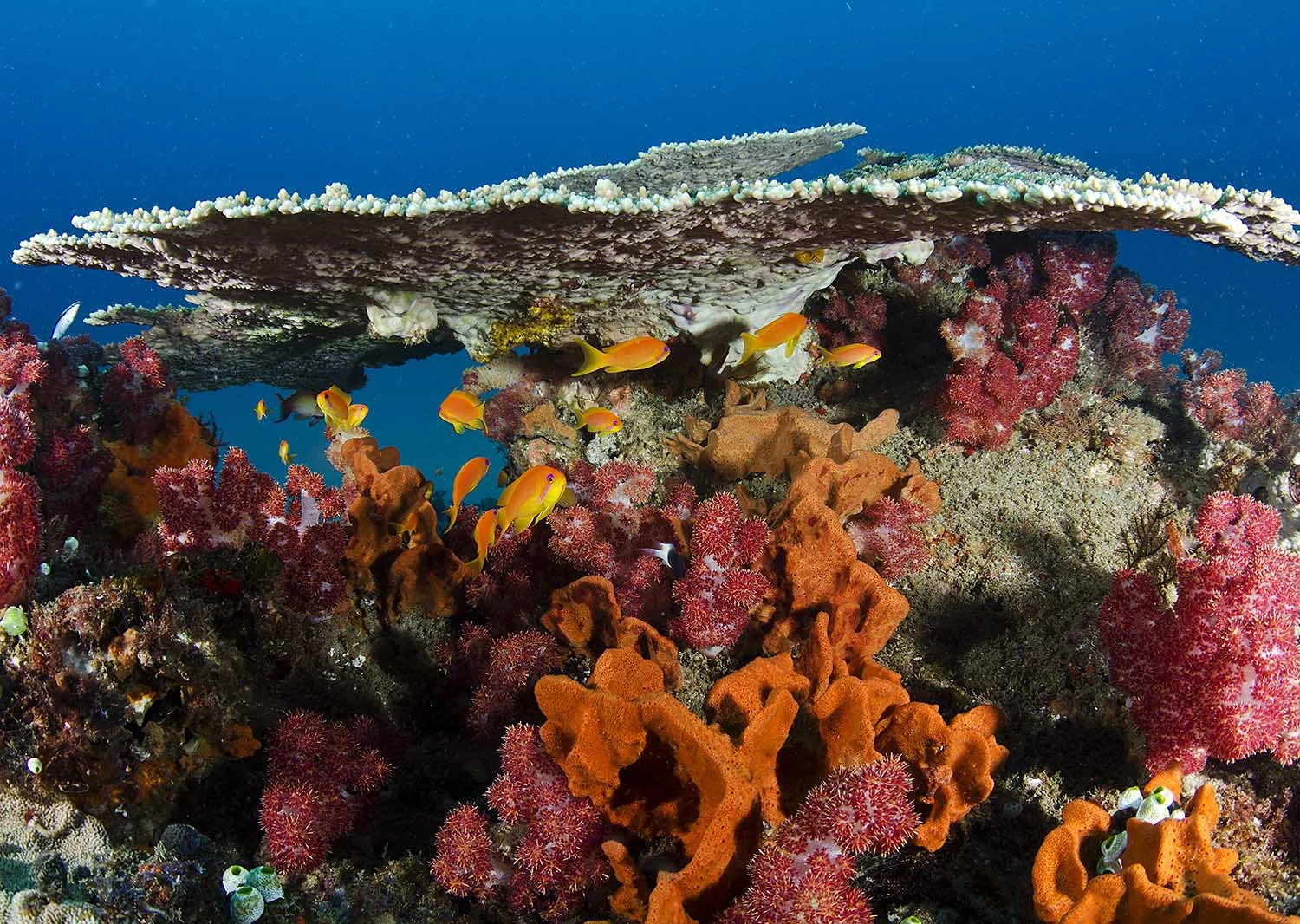 corals.jpg
