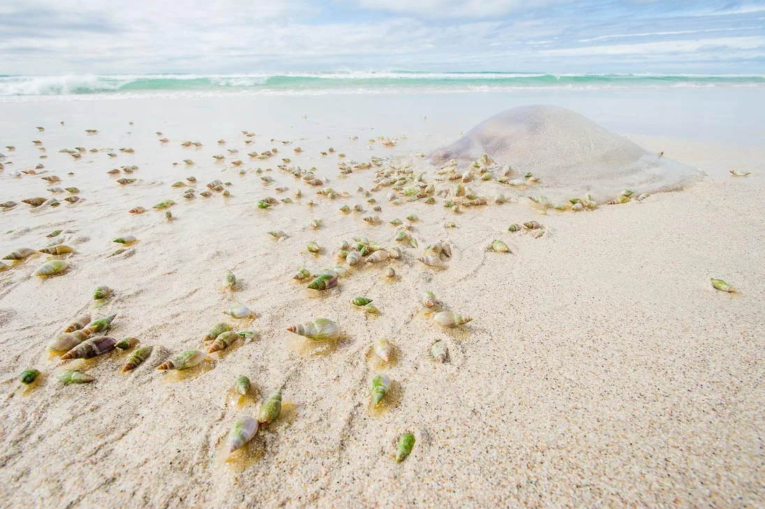 003_MPA Overview_©PeterChadwick_AfricanConservationPhotographer.jpg