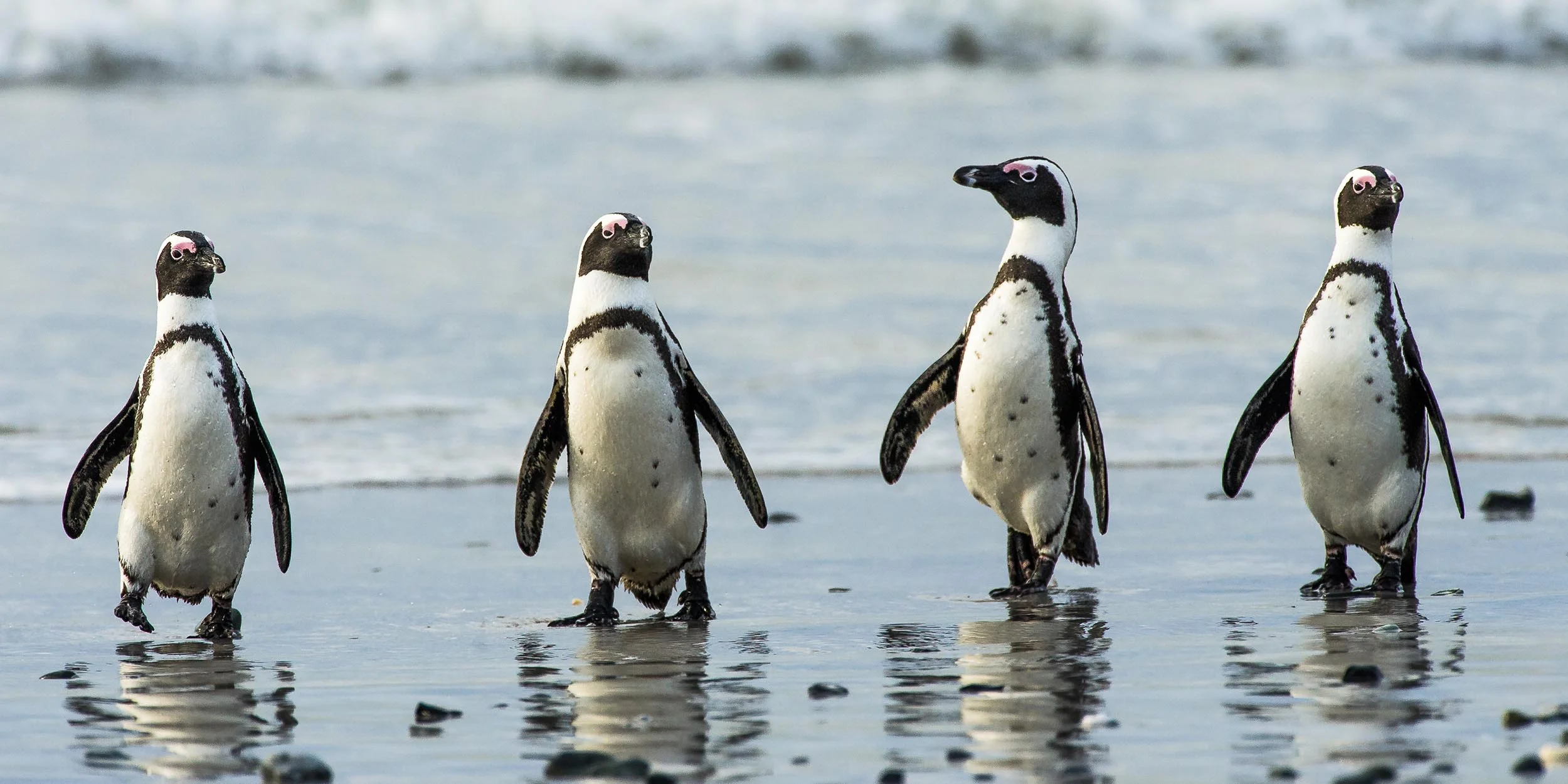africanpenguins_chadwick.jpg