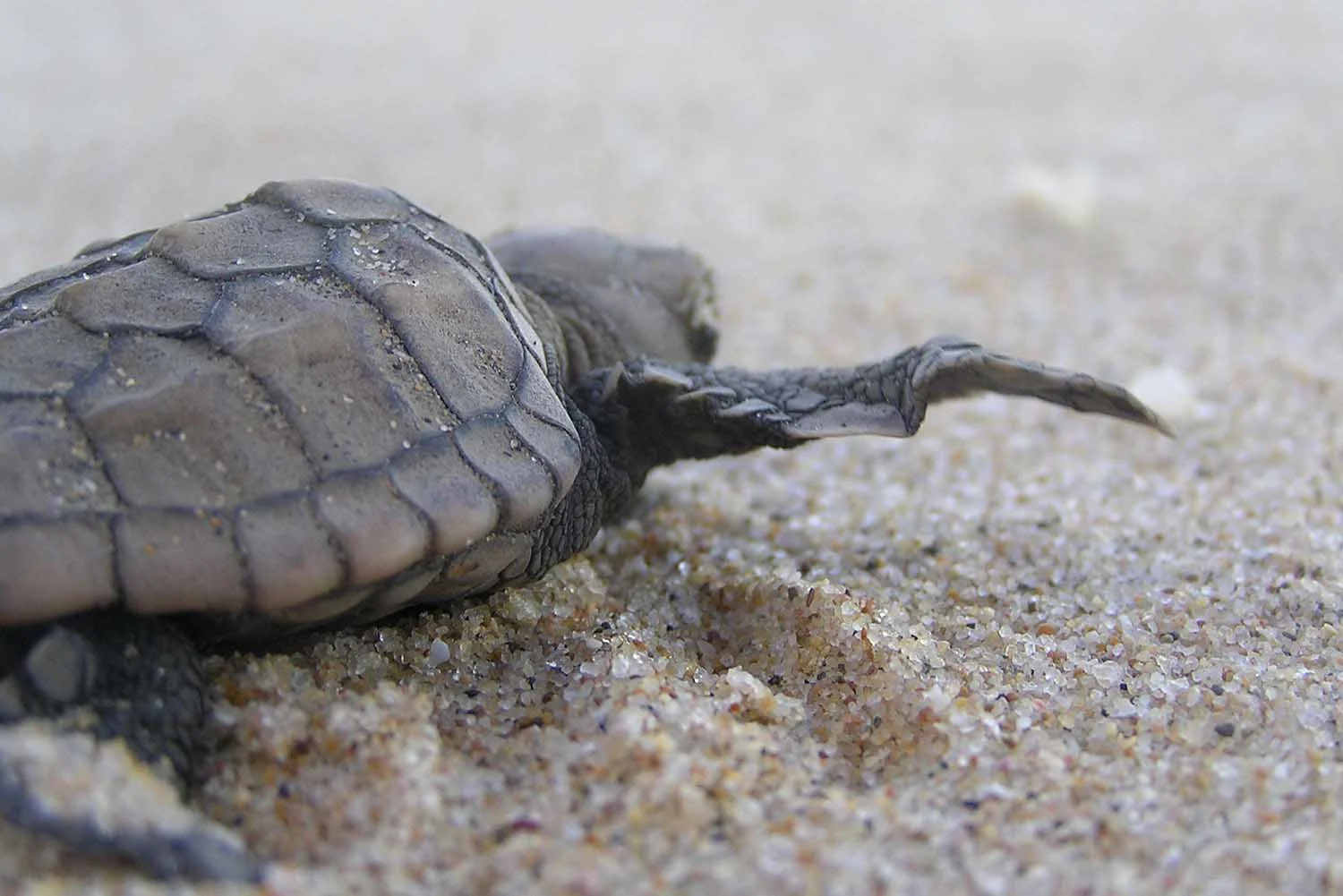 turtlehatch.jpg