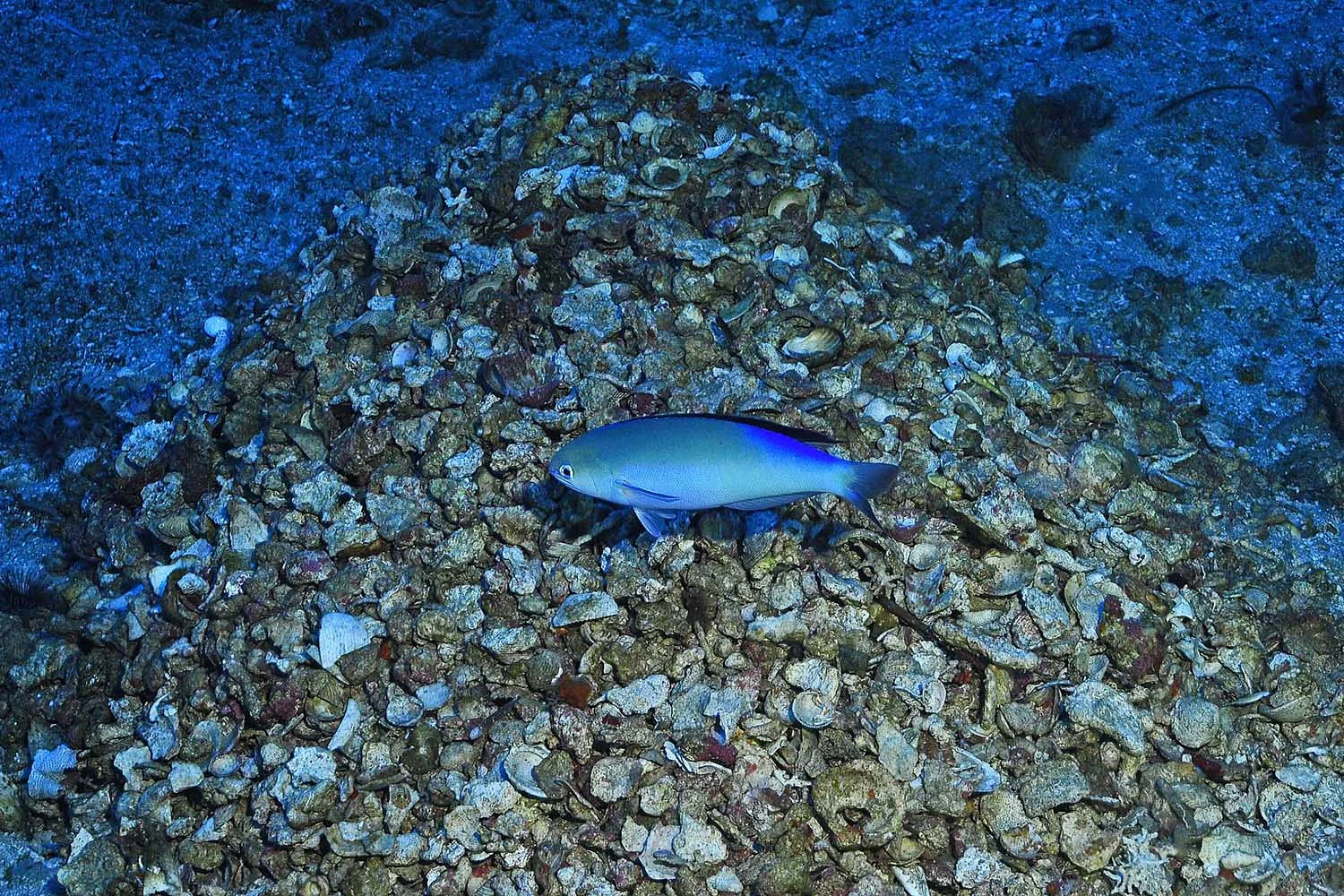 discover hoplolatilus fronticinctus.jpg