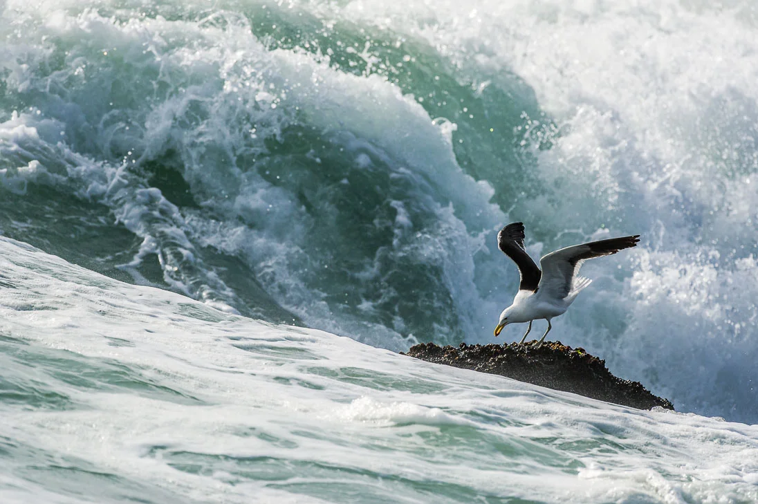 west-coast-national-park-marine-protected-areas-south-africa