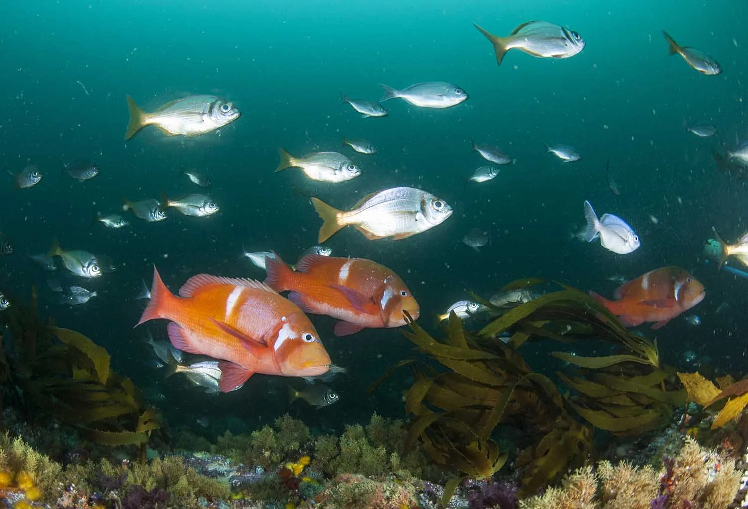tsitsikamma-fish-marine-protected-areas-south-africa-steve-benjamin_web.jpg