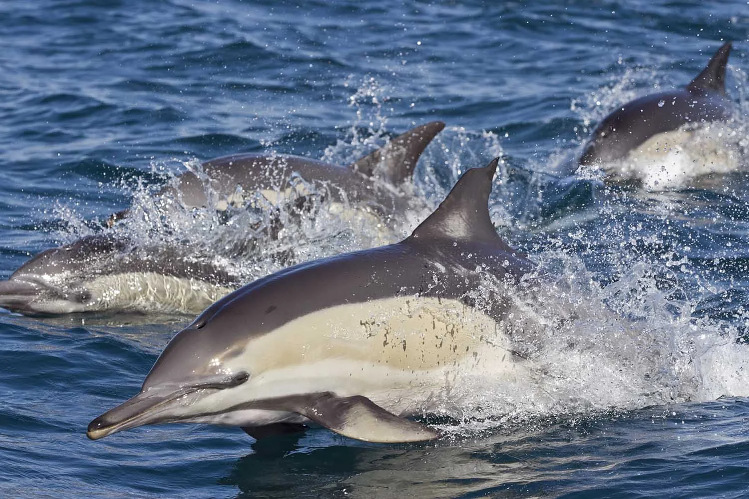 pondoland-dolphins-marine-protected-areas-south-africa-steve-benjamin_web.jpg