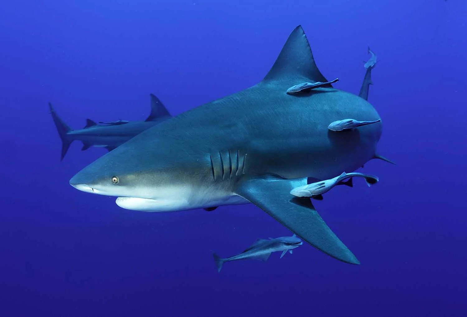 protea_Bull shark_web.jpg