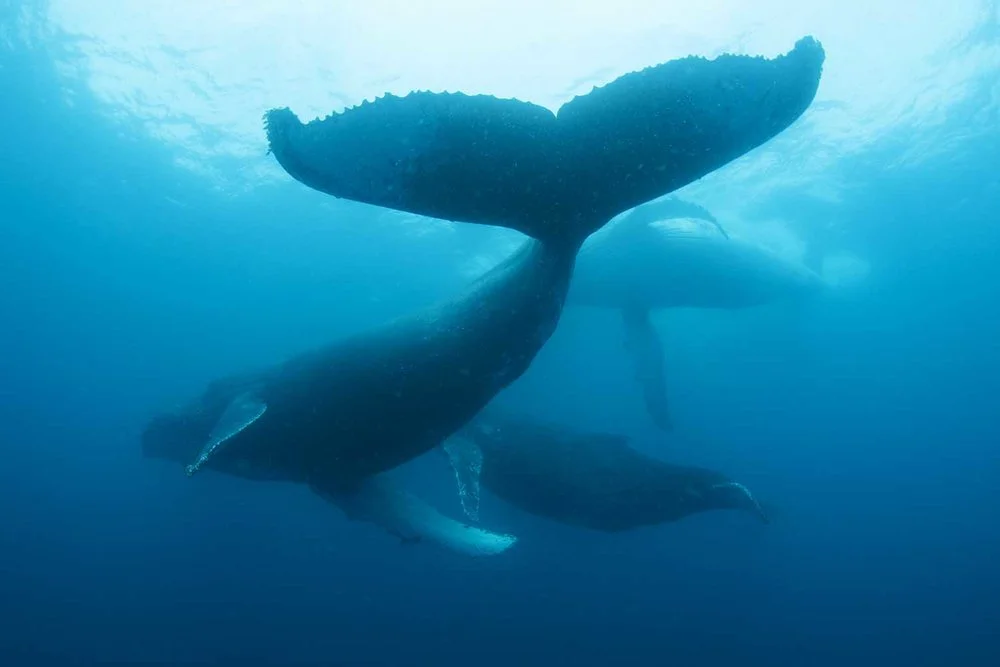 steve-benjamin-whale.jpg