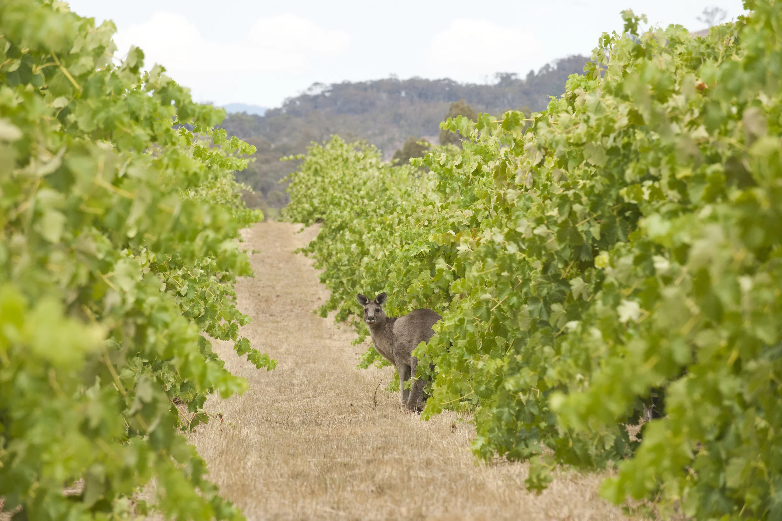 Vineyard_Regular_Visitor.jpg
