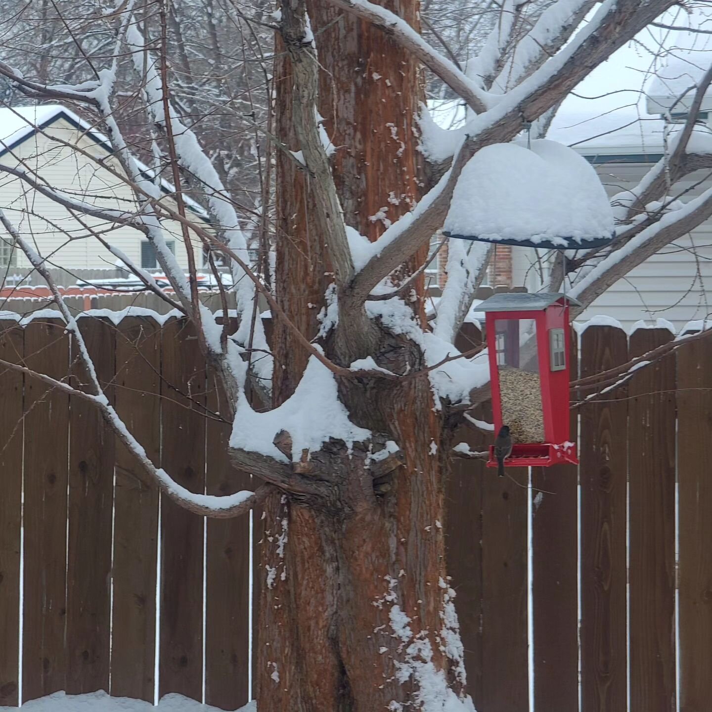 Characters in my snow-capped backyard, real and imagined! 

#meridianidaho #idahosnow