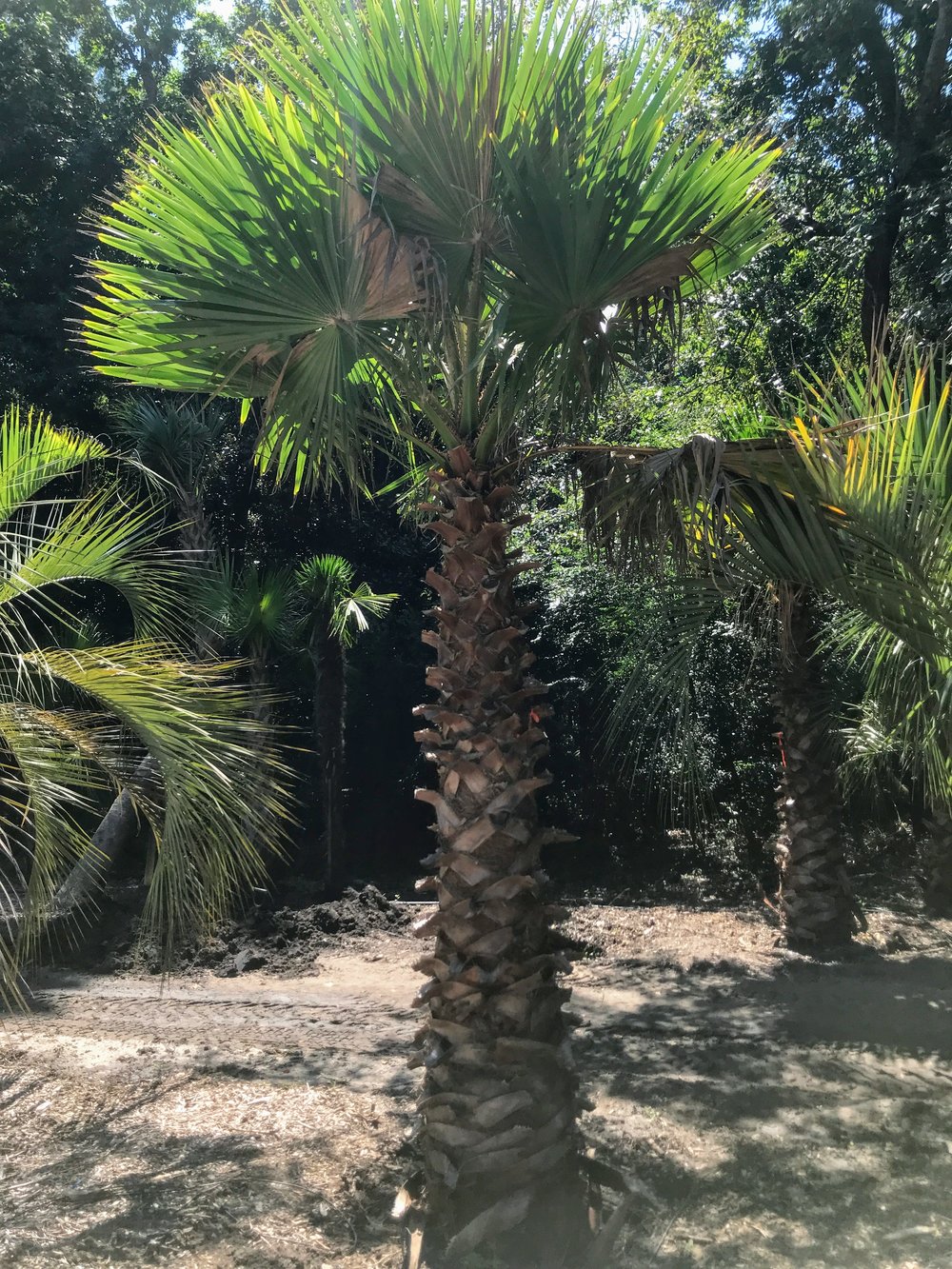 Palm — Palm Trees