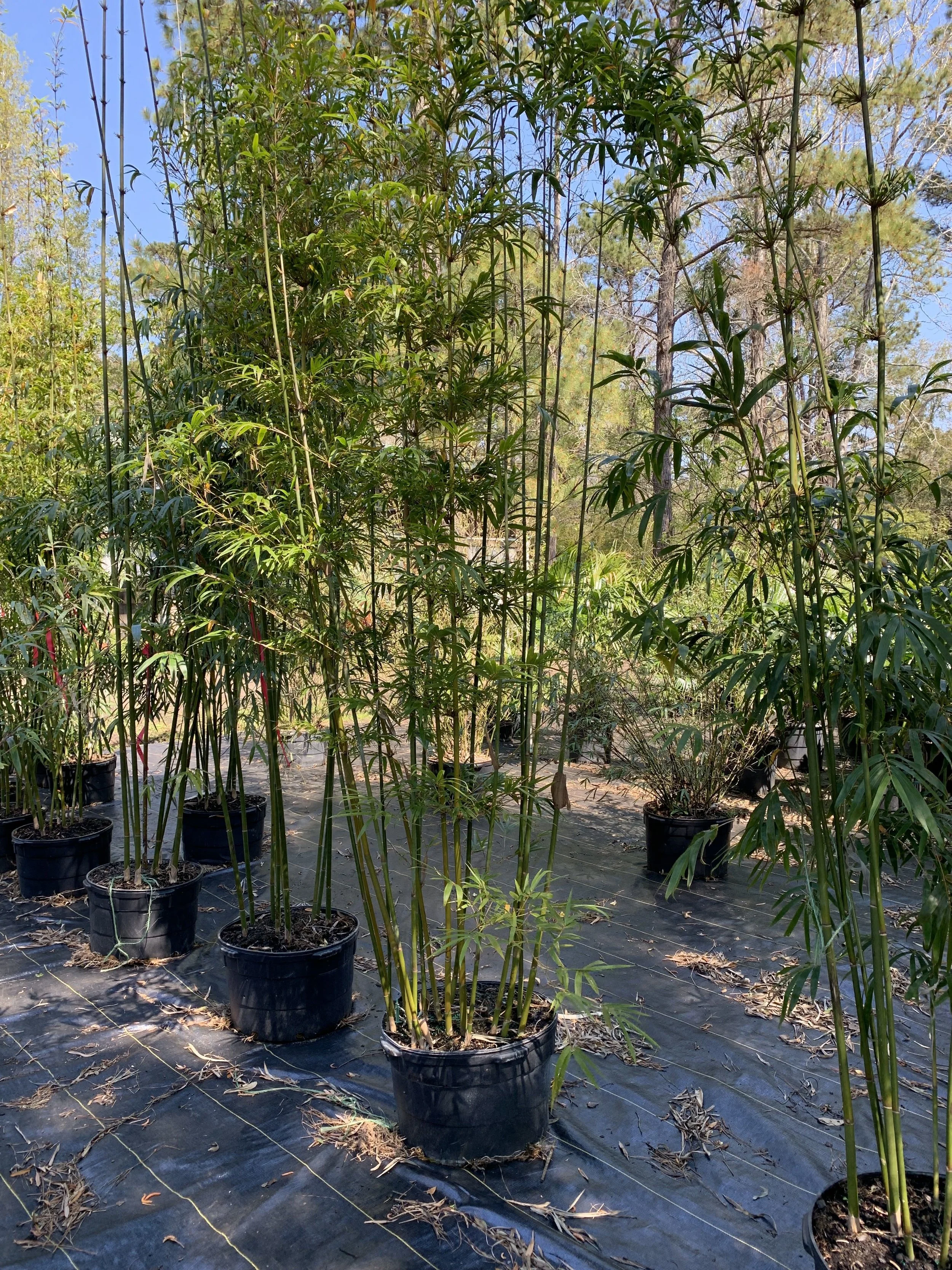 Catalog — Palm Trees Ltd