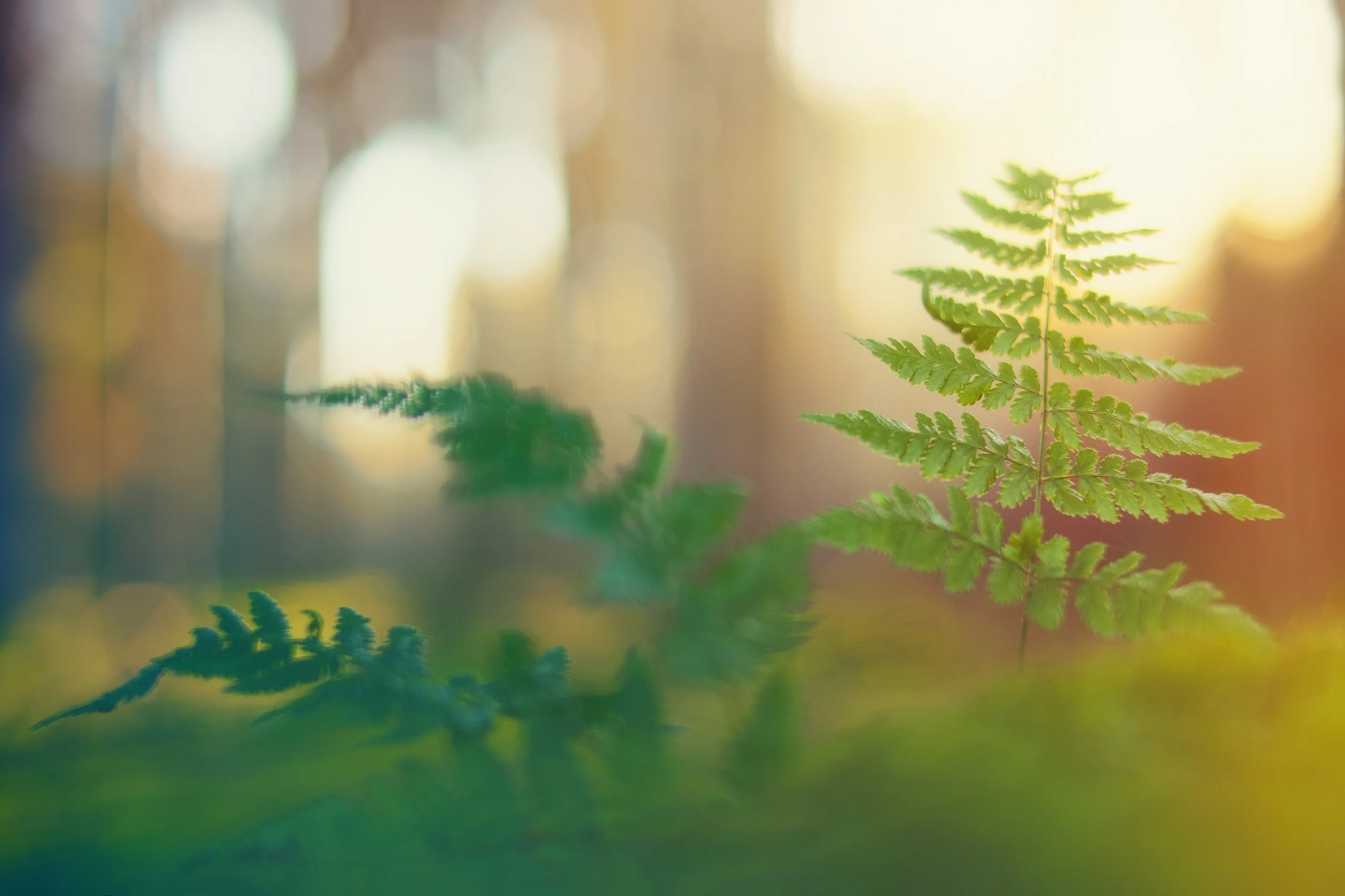 blur-bokeh-fall-1110657.jpg