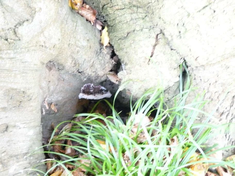 Ganoderma bracket and low decay on beech.jpg