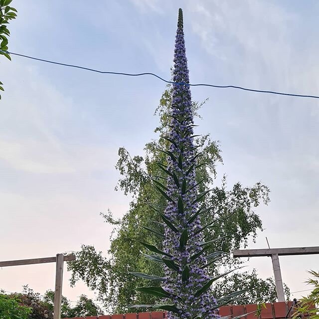 Not a tree but a fairly large garden biennial called Echium so easy to grow.