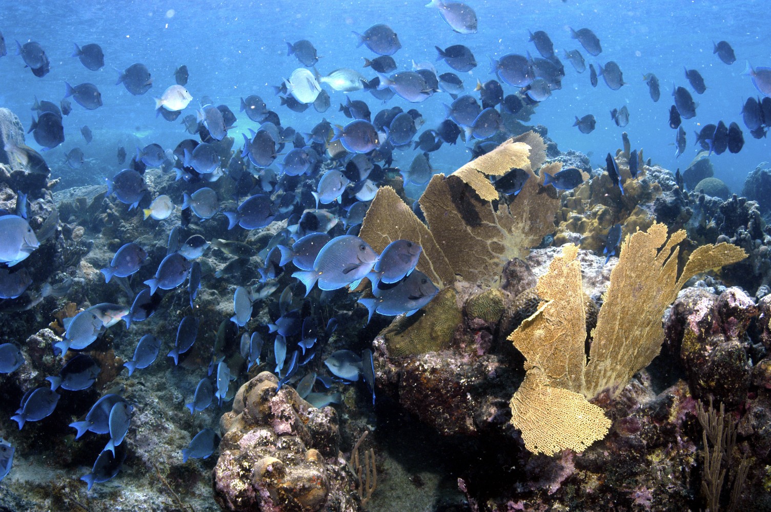 Reef fish are plentiful at Sunset Watch Villa
